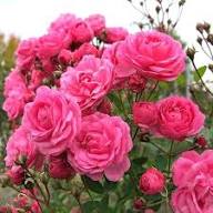 Pink Miniature Rose Plant Light Fresh Planting Small Rose Bushes Flower Seeds for Planting Heirloom Non-GMO High