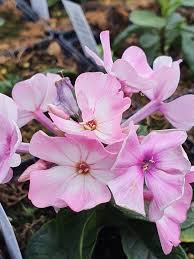 Pink Light Phlox Flower Seeds