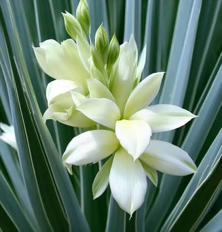 White Yucca Flower 