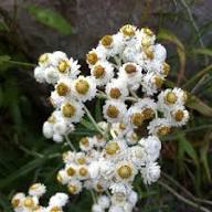 White Anaphalis Flower Seeds for Planting Premium Floral Seeds Heirloom Non-GMO High Germination Organic Garden Seeds Dr