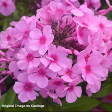 Pink Light Phlox Flower Seeds for Planting Heirloom Non-GMO High Germination Organic Garden Seeds Colorful Blooms -