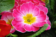 Pink Primula Flower Seeds Heirloom - Heirloom Non GMO Premium Garden Seeds for Planting, High Germination Outdoor Plants