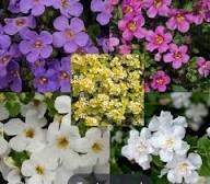 Mixed Bacopa Flower Seeds Easy Grow Blossoms Home Garden Decoration Heirloom Non-GMO High Germination Organic Garden