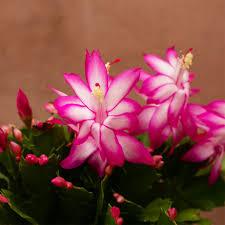 Pink Light Schlumbergera Flower Seeds for Planting Heirloom Non-GMO High Germination Organic Garden Seeds Rare Blooming