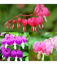 Mixed Bleeding Heart Flower Seeds Rare Blooming Plants Balcony and Patio Gardening Heirloom Non-GMO Seeds for Planting