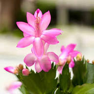 Pink Light Schlumbergera Flower Seeds for Planting Heirloom Non-GMO High Germination Organic Garden Seeds Rare Blooming