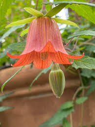 Orange Canarina Canariensis Flower Seeds 