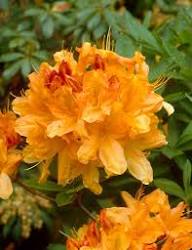 Yellow Light Rhododendron Flower Seeds