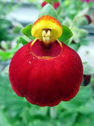 Maroon Calceolaria Flower Seeds