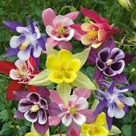 Purple White Aquilegia Flower Fresh Planting Columbine Blooms Flower Seeds Home Garden Seeds for Planting Non-GMO High