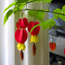 Megapotamicum Flower Seeds
