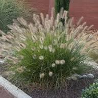 Green Alopecuroides Plant Light Fresh Perennial Grass Planting Flower Seeds Home Garden Non-GMO High Germination Seeds
