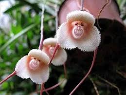 White Monkey Face Orchid Flower 