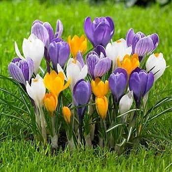 Mixed Crocus Flower Seeds Rare