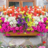 Black Hanging Petunia Flower Fresh Planting Cascading Blooms Flower Seeds for Planting Heirloom Non-GMO High