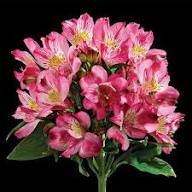 Pink Blooming Alstroemeria Flower Flower Seeds - Heirloom Non GMO High Germination Organic Garden Planting Seeds