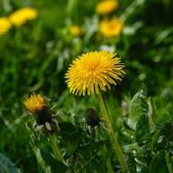 Yellow Dandelion Flower Seeds - Heirloom Non GMO High Germination Flower Seeds for Planting