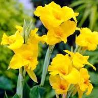 Yellow Canna Lily Flower Seeds Heirloom Non GMO High Germination Organic Garden Seeds for Colorful Seeds for Planting He