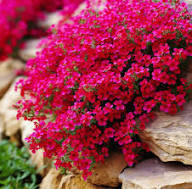 Red Cress Aubrieta Flower  seeds
