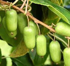 green actinidia kolomikta plant for planting hardy kiwi plants heirloom Fruit seeds