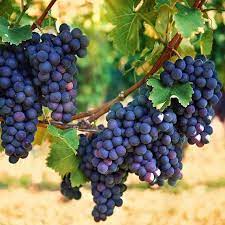 concord grapes fruit for planting delicious sweet black homegrown vines Fruit seeds