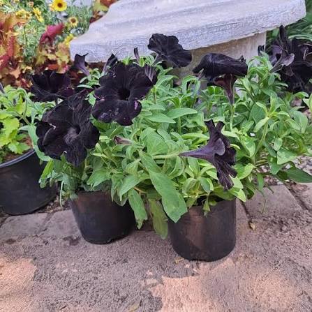 Black Petunia Flower Seeds 