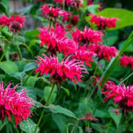 Monarda didyma Flower Seeds