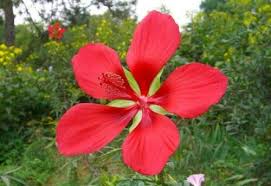 RED HIBISCUS COCCINEUS Flower Seeds