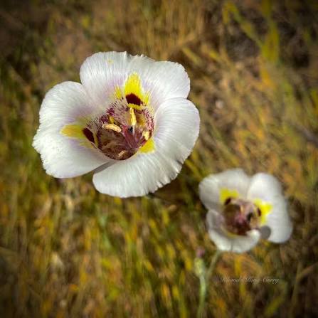 White Calochortus Flower Seeds