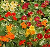 Red Yellow Nasturtium Flower Fresh Planting Kapuzinerkresse Flowers Flower Seeds Home Seeds for Planting Heirloom