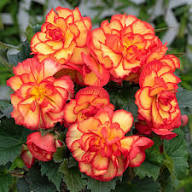 Red Yellow Begonia Flower Heirloom Non GMO High Germination Organic Garden Seeds - Heirloom Non GMO High Germination
