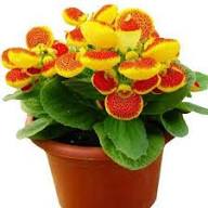 Calceolaria Flower Seeds Mixed 