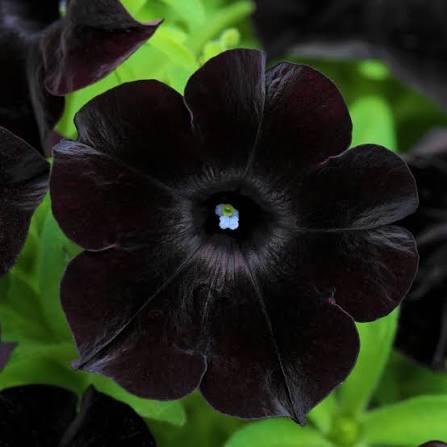 Black Petunia Flower Seeds 