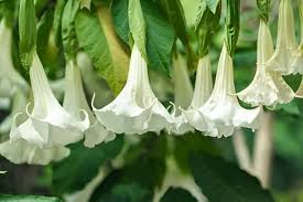 White Horn Flower Seeds 