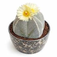 White Astrophytum Flower Flower Seeds - Heirloom Non GMO High Germination Organic Garden Planting Seeds