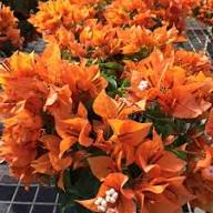 Orange Organic Sanguisorba Flower Seeds