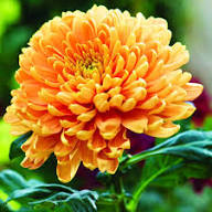 Red Yellow Chrysanthemum Flower Seeds