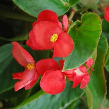 Red Begonia Flower Seeds