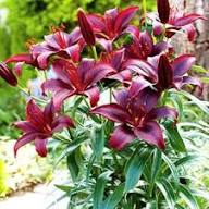 Maroon Perennial Flower Seeds Rare Blooming Plants Balcony and Patio Gardening Colorful Seeds for Planting Heirloom Non-