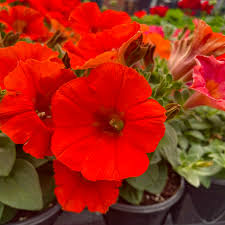Mixed Bonsai Petunia Flower Seeds