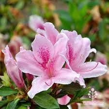 Pink Azalea Flower Seeds