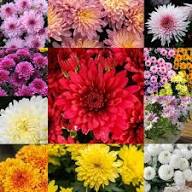Chrysanthemum Flower Seeds for Planting and Growing Mixed - Heirloom Non GMO High Germination Garden Seeds for Planting