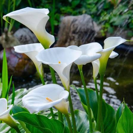 CALLA LILY Flower Seeds