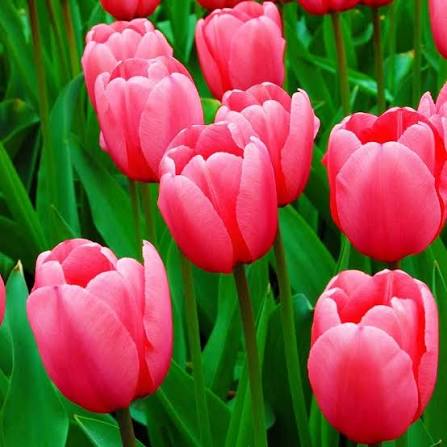 Pink pc Tulip Flower Rare