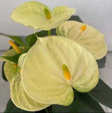 Yellow Anthurium Exotic 