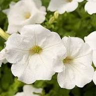 White White Petunia Flower Fresh Planting Petunias Flower Seeds Home Garden Planting Seeds for Planting Heirloom