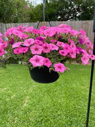 Pink Petunia Mixed Double Petals Flower Seeds