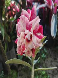 Mixed Aparajita Flowers Seeds 