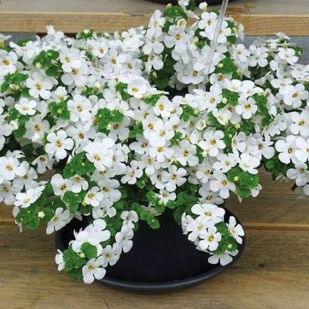 White bacopa Flower Seeds Heirloom Non GMO High Germination Organic Garden Seeds Colorful - Heirloom Non GMO High