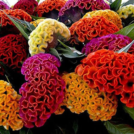 Mix Cockscomb Flowers Seeds